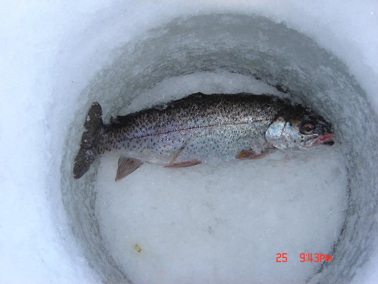 Poze Pescuit la Copca - dsc00944.JPG